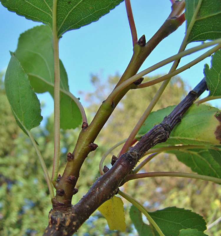 Sviluppo vegetale dell'' albicocco Prunus armeniaca